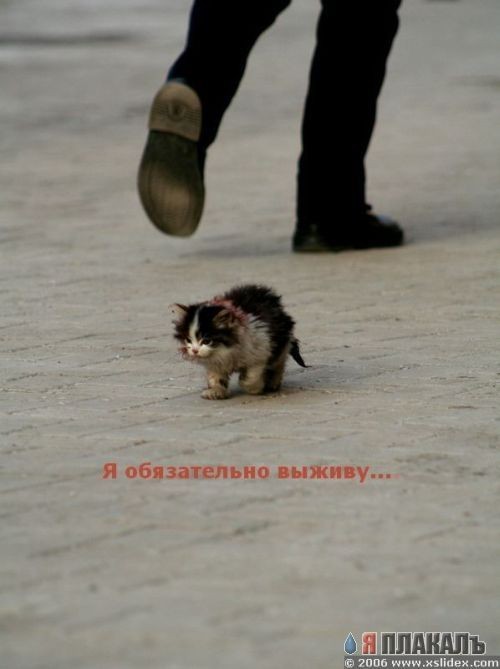 Фотожаба: я обязательно выживу!
