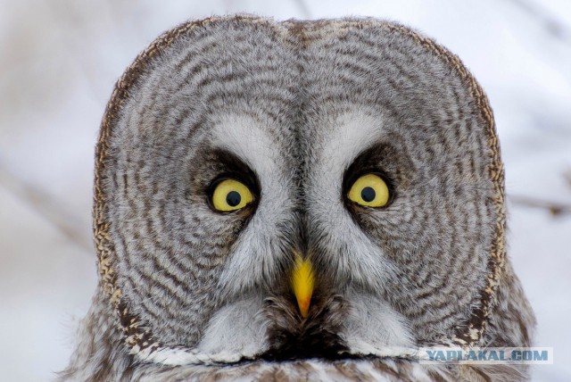 Каких птиц вы видите в городе?