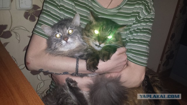 Ваши фотки котов на телефон
