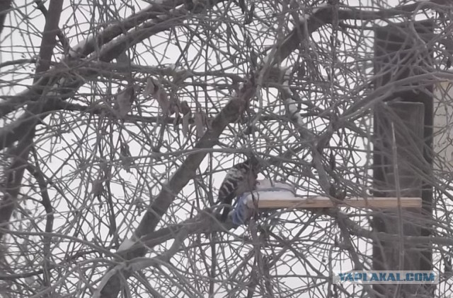 Снегири прилетели!