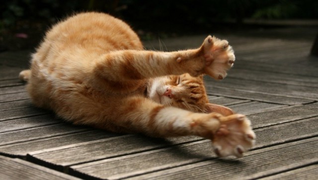 Коты и Кошки