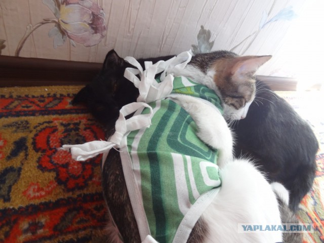 Котовторник 2.05.2017