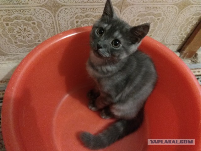 Котовторник 23/05/2017