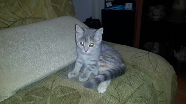 Коты и Кошки