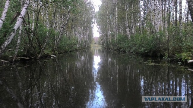 Крепитесь люди, скоро лето (с)