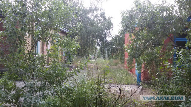 Победа южной природы: прогулка по заросшему пионерскому лагерю в Крыму