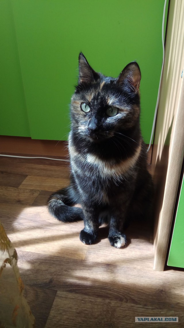 Котовторник