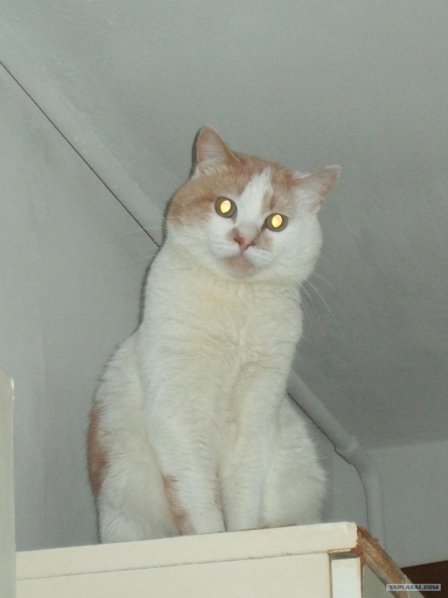 Рыжий котовторник на ЯПлакал!, Смотрим  и добавляем!