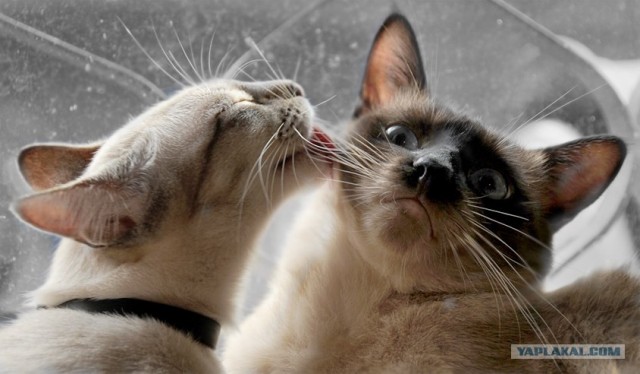 Уррааа! Котовторник на ЯПлакалъ!