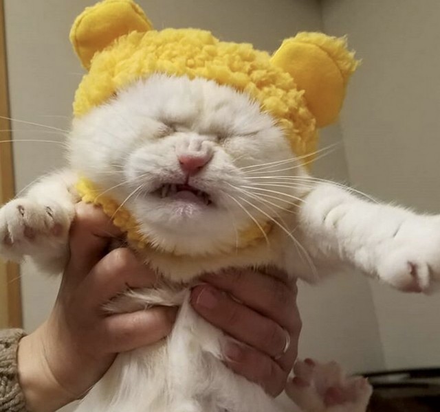 Прикольных котов пост