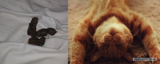 Любимый котейко не какает 3-ий день! Что делать?