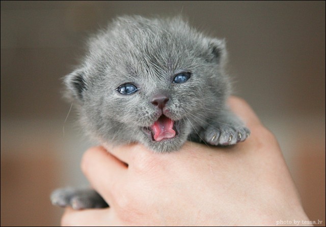 Котовторник на 6 июля