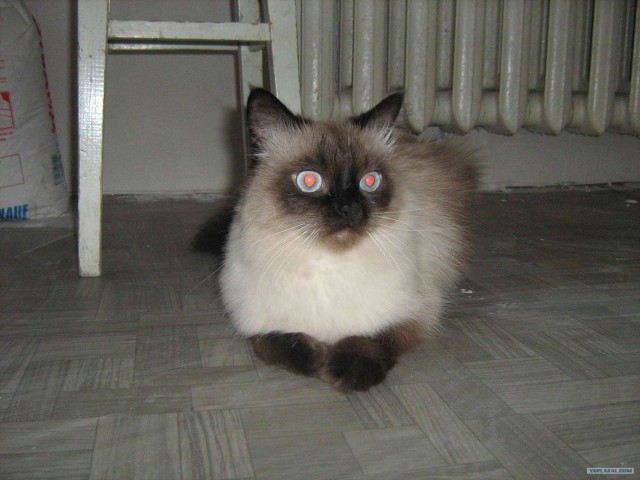 Котовторник, 19 октября