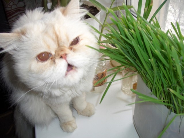 Коты, кошки и котята