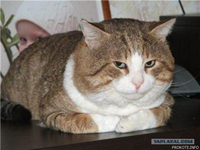 Котовторник