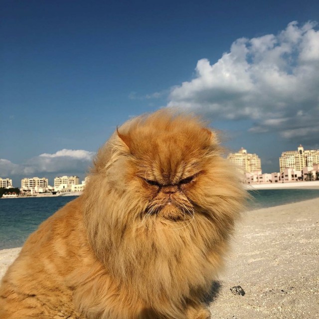 Прикольных котов пост