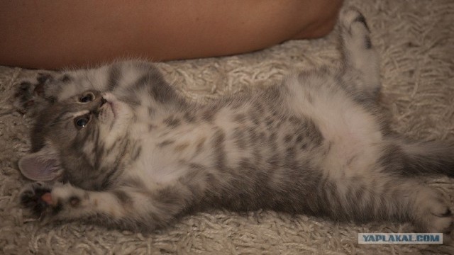 Котовторник с Максом
