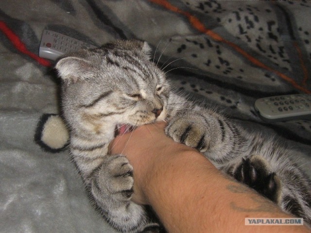 Состоятельный котовторник