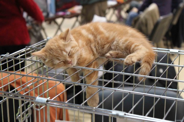 Сонный Котовторник