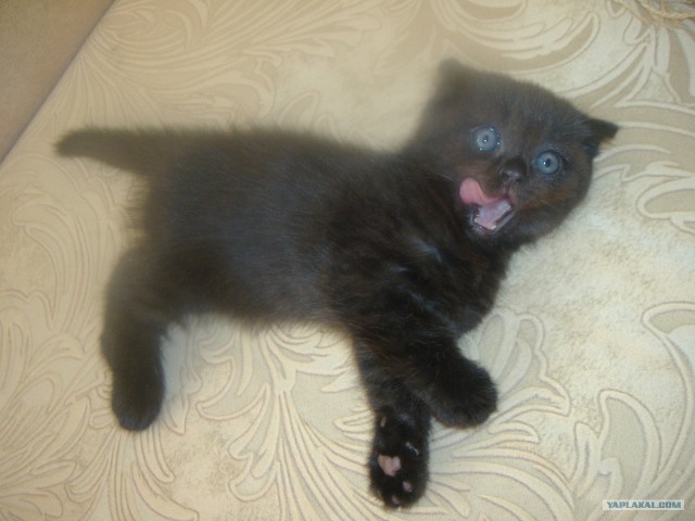 Котовторник 1.11.11