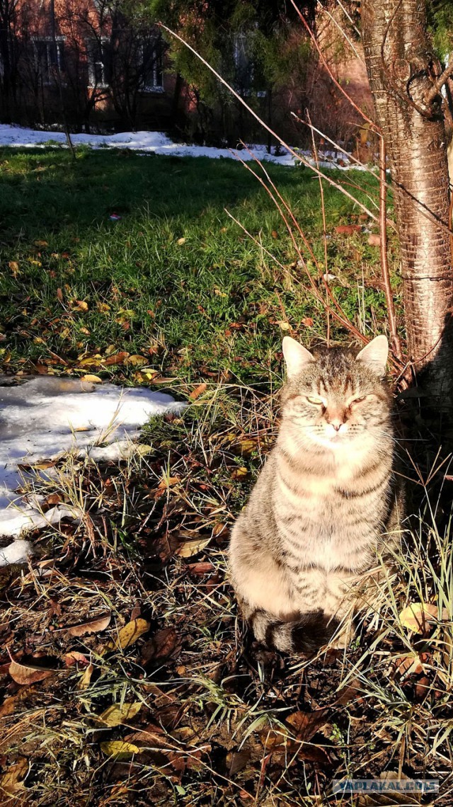 Нужна помощь яповцев из Адыгеи (помощь коту, рыжему), *ЧАСТЬ ВТОРАЯ*.