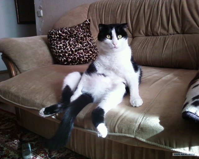 КОТОВТОРНИК (6.03.2012)