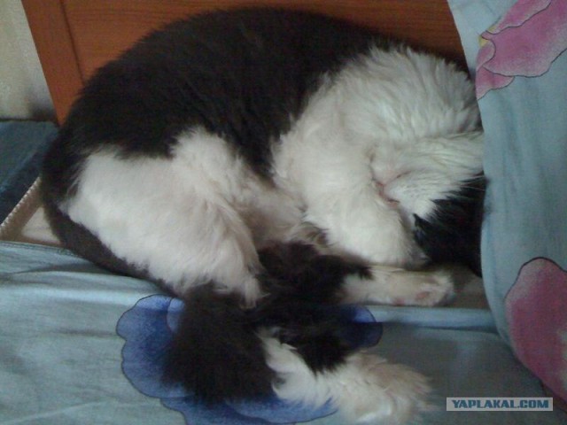 Котовторник 10.04.2012