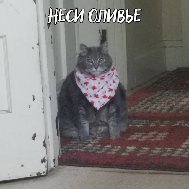Прикольных котов пост