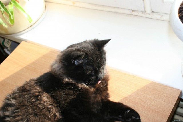Котовторник 22.05.2012
