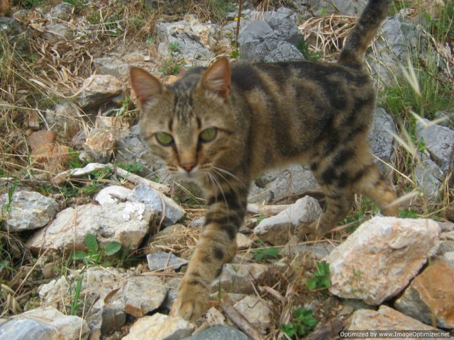 Котовторник   5.06.2012