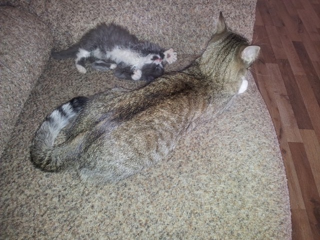 Мамуля котэ оставила