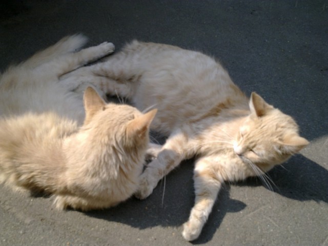 Котовторник 07.08.2012