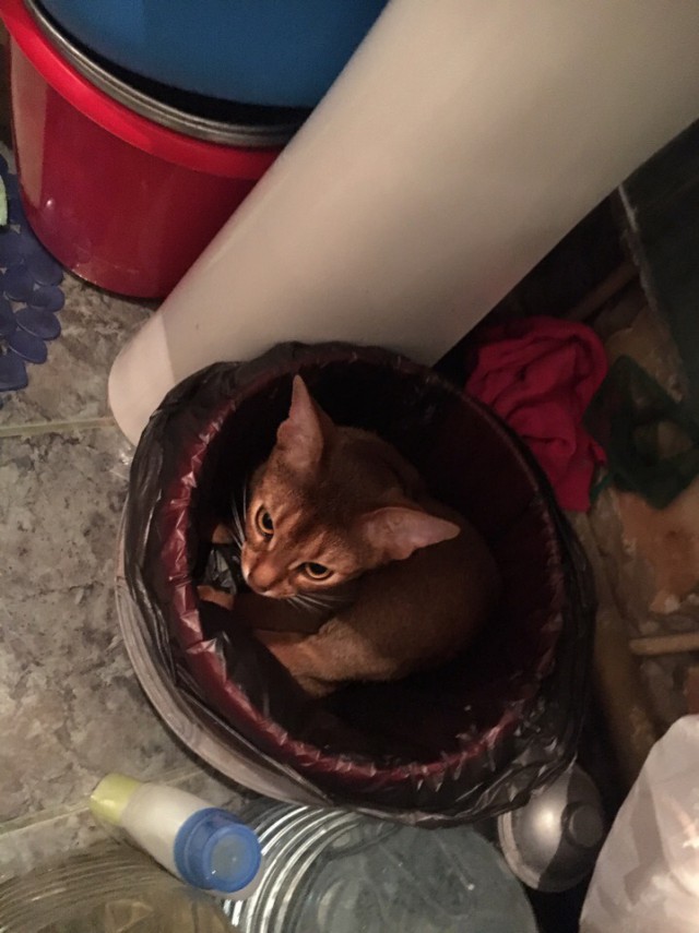 Котовторник однако