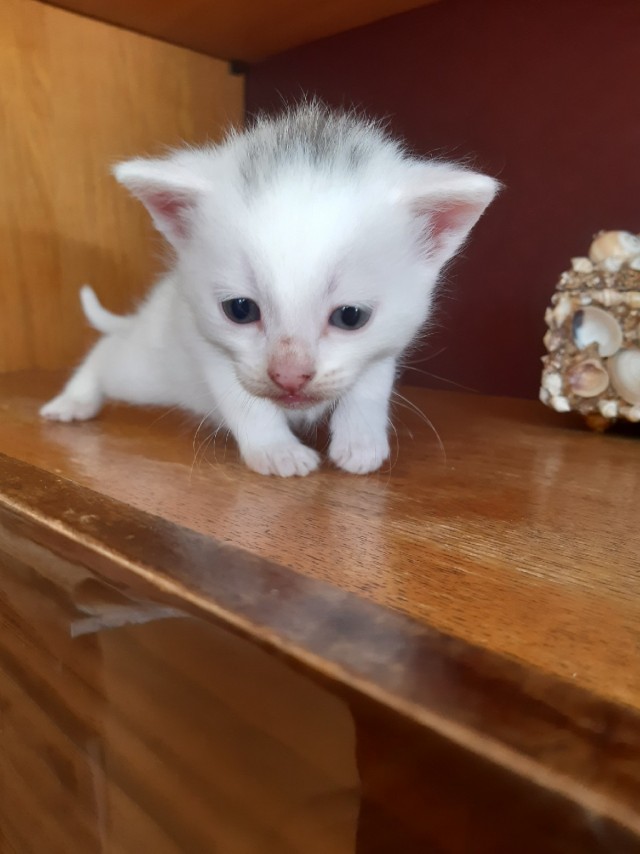 Забавные фото котеек