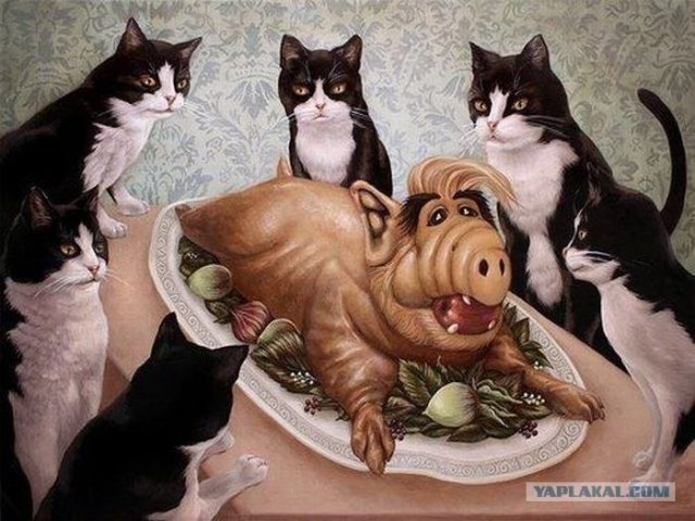 Кому котика?