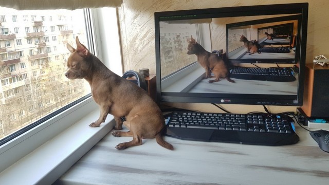 Эти забавные животные
