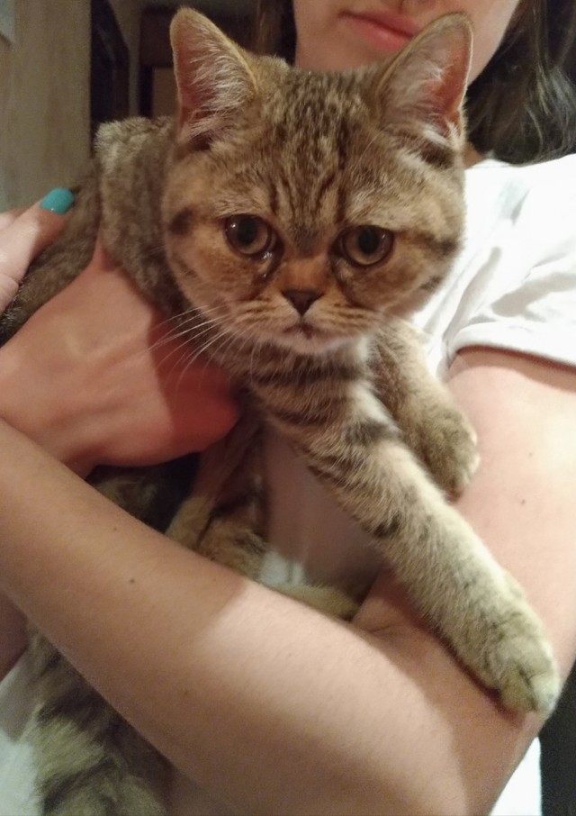 Забавные животные