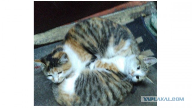 22 странно удовлетворяющих вещей, которые умиротворят даже самую беспокойную душу