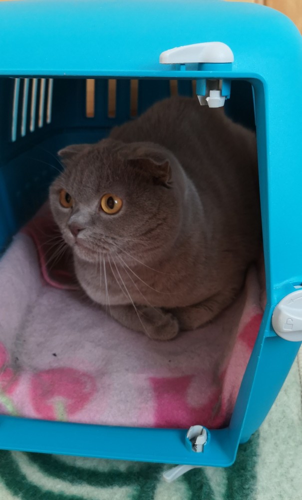 Дом мой. Кот не мой: 15 случаев, когда коты нагло вламывались в чужие дома