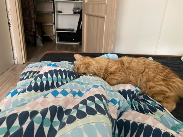 Подобрашка к котовторнику