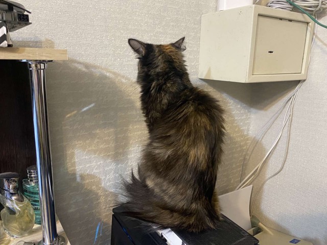 Котовторник. Добавляйте своих