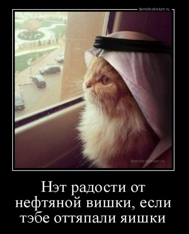 Когда постиг кошачий Дзен