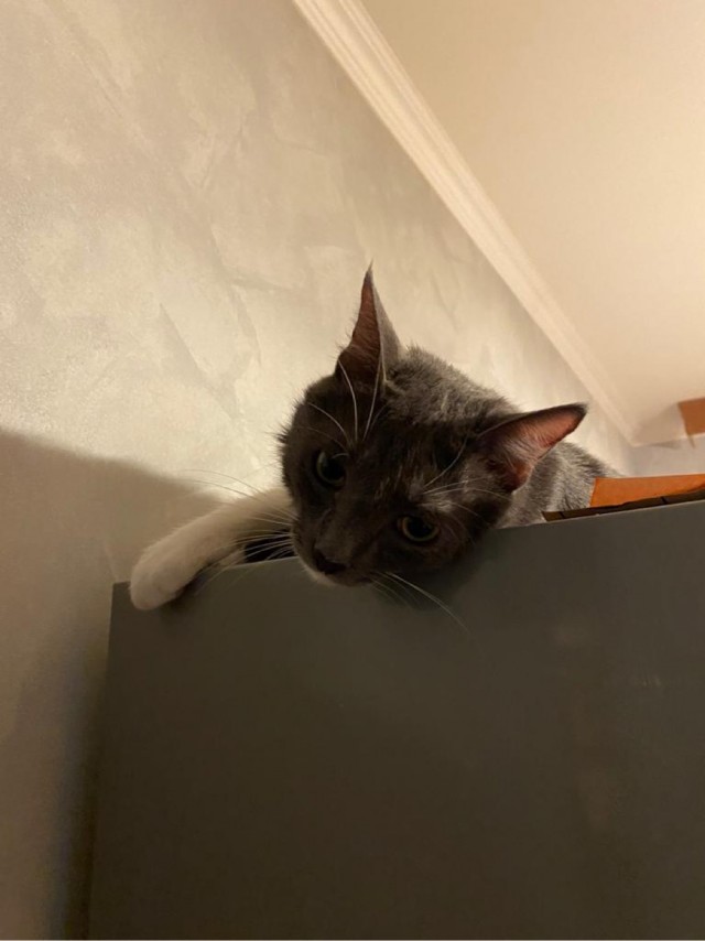 Котовторнику быть!