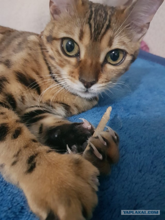 С котовторником!