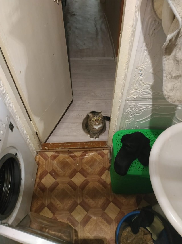 Кот Василий