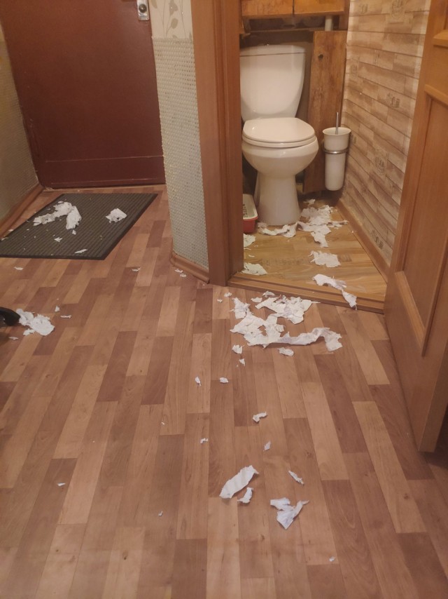 Котовторник же уже наступил?