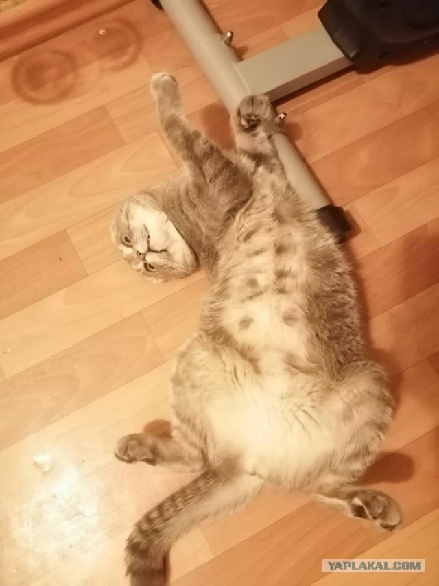 Солнце котовторника уже встало, Господа!