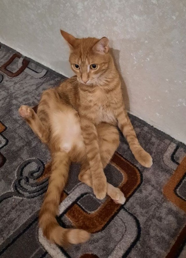 Котовторнику посвящается