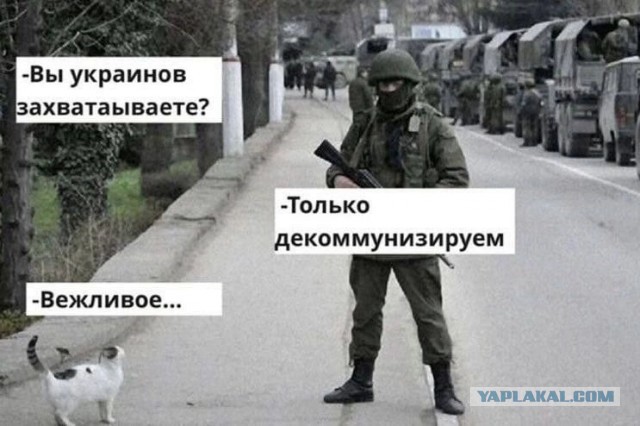 Российским кошкам запретили участвовать в международных соревнованиях