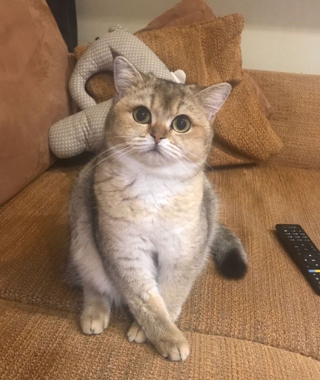 А что это мы котовторник не начинаем? Время пришло!